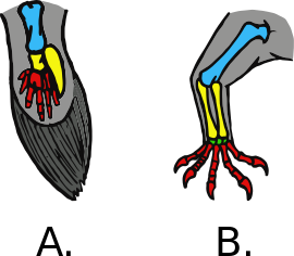 Comparison between A) the swimming fin of a lobe-finned fish and B) the walking leg of a tetrapod. Bones considered to correspond with each other have the same color. Crossopterygii fins tetrapod legs.svg