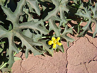 Listovi biljke Cucurbitella aspera