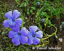 Cyananthus lobatus Phadjoling DW Bayan jpg