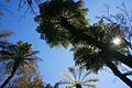 Cyatheales (Kangaga-mti, Cyathea dregei)