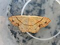 Cyclophora (Codonia) punctaria (Linnaeus, 1758)