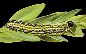   Caterpillar