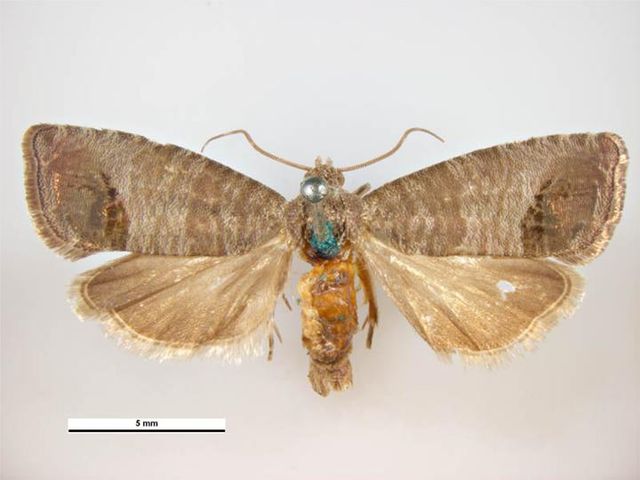 Image: Cydia pomonella female dorsal