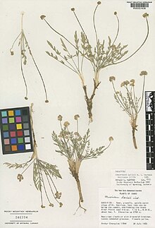 Cymopterus davisii.JPG