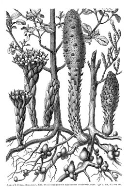 Cynomoriaceae