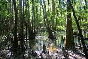 Big Thicket National Preserve, Hardin Co., Texas (16 April 2020)