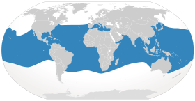 Range of the longfin mako shark