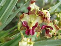 Cyrtopodium witeckii flowers