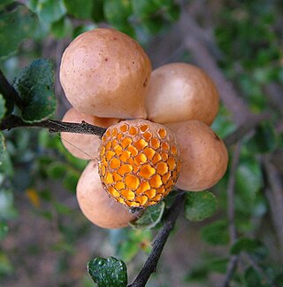 <i>Cyttaria gunnii</i> Species of fungus