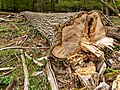 * Nomination Felled tree in the game reserve in Dülmen, North Rhine-Westphalia, Germany --XRay 04:59, 6 June 2021 (UTC) * Promotion Good quality --Llez 05:37, 6 June 2021 (UTC)