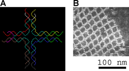 The DNA structure at left (schematic shown) will self-assemble into the structure visualized by atomic force microscopy at right. DNA nanostructures.png