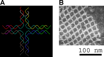 Left, a model of a DNA tile used to make another two-dimensional periodic lattice. Right, an atomic force micrograph of the assembled lattice. DNA nanostructures.png