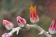 Orange-red flowers with gray and glaucous sepals
