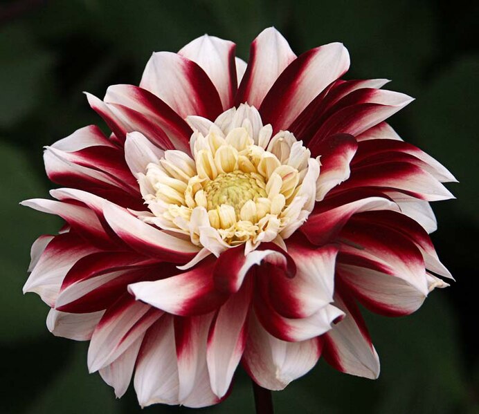 File:Dahlia - "Lombada" cultivar.jpg