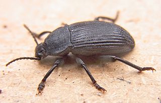 Dendarini Genus of Darkling Beetles