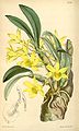 Dendrobium seniili.  Curtisin kasvitieteellinen lehti voi.  127 ser.  3 nro  57 välilehti.  7787, 1901