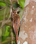 Thumbnail for Plain-winged woodcreeper