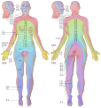 Dermatomes labeled, female front-back 3d-shaded