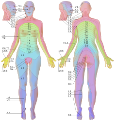 Dermatomes labeled, female front-back 3d-shaded