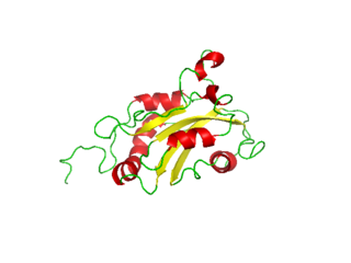 <span class="mw-page-title-main">Destrin</span> Protein found in humans