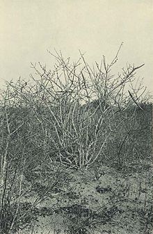 Deutsch-Ostafrika, Zentrales Steppengebiet (Busse) - Tafel 43 (2) - Strophanthus eminii.jpg