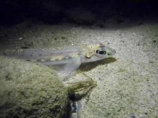 <span class="mw-page-title-main">Diamond darter</span> Species of fish