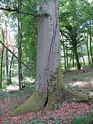 Dicke Buche bei Sulzthal.jpg