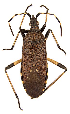 Beskrivelse af Dicranocephalus agilis.jpg-billedet.