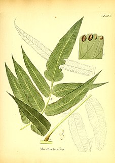 <i>Marattia</i>