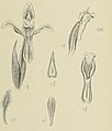 Erythrodes latifolia figure 56 in: Johannes Jacobus Smith: Die Orchideen von Java Figuren-Atlas - 1. Heft Leiden (1908) (Detail)