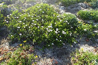 <i>Dimorphotheca fruticosa</i> Perennial herb native to South Africa