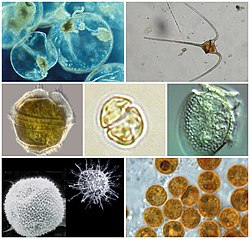 Dinoflagellata Diversity.jpg