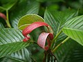 Dipterocarpus macrocarpus young leaf P1100189.jpg