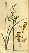 Diuris maculata