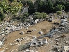 Donkeys near Lindos.jpg