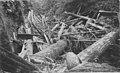 Downed trees in canyon along the construction route of Yakima and Pacific Coast Railroad, Washington, circa 1890-1892 (TRANSPORT 1415).jpg