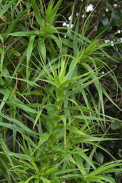 File:Dracophyllum arboreum juvenile foliage.jpg