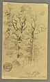Drawing, Two trees, 1877 (CH 18192123).jpg