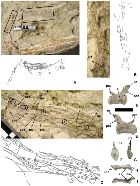 File:Dromaeosaurid tail UMNH VP 20209 (1).png