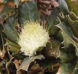 Banksia sessilis inflorescence