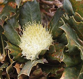 Görüntünün açıklaması Dryandra sessilis 2 cape Naturaliste email.jpg.