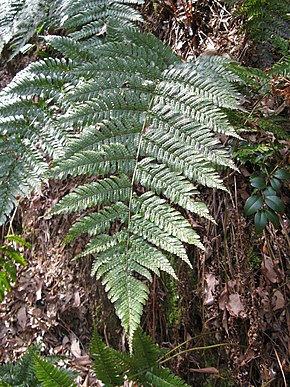 Beskrivelse av Dryopteris erythrosora1.jpg-bildet.