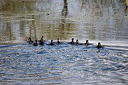 English: Ducklings. Minsk, Belarus Беларуская: Качаняты. Мінск, Беларусь Русский: Утята. Минск, Беларусь