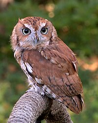 Eastern screech owl, Megascops asio Rufous morph
