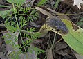 Eastern Garter Snake (24166782153).jpg