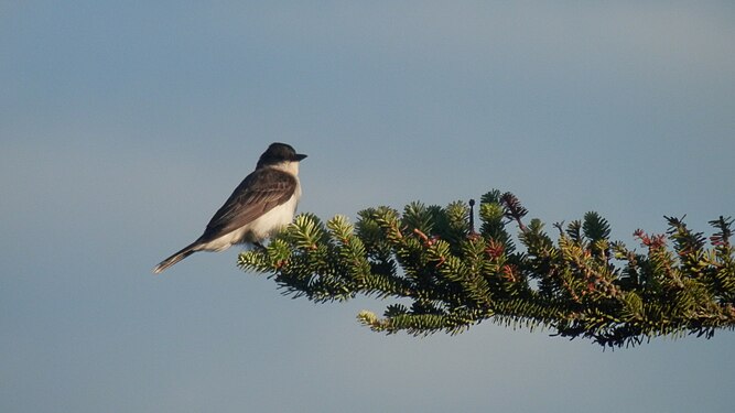 Eastern Kingbird (Tyrannus tyrannus)