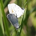 Mating pair of Everes comyntas