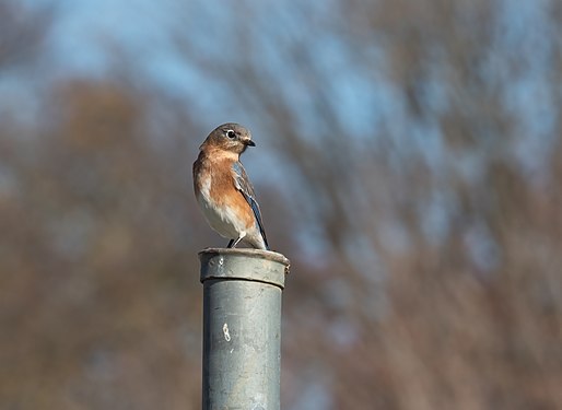 Eastern bluebird, Prospect Park