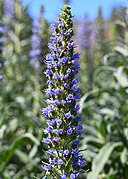 Echium callithyrsum kz04.jpg