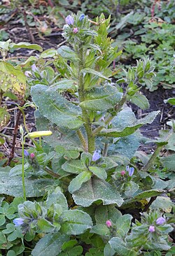 Echium parviflorum RF.jpg